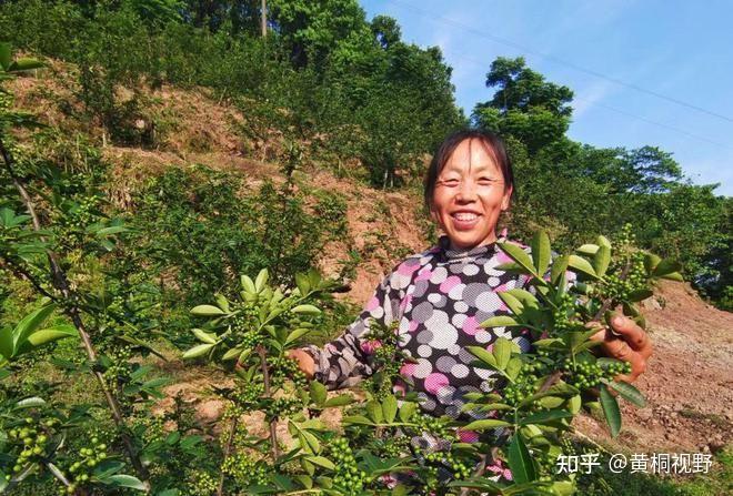 种植一亩地收入45万的技巧和方法(种植一亩地收入45万的技巧和方法视频)