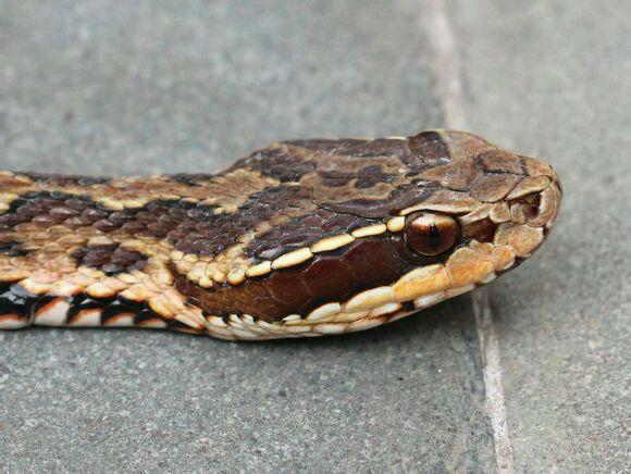 中国常见蛇类剧毒蛇下