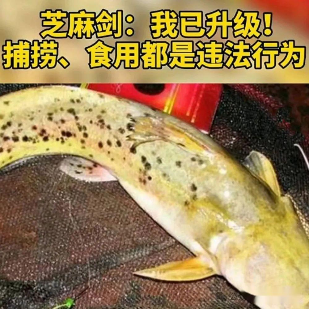 入侵我国最成功的鱼,已大肆繁衍40年,常被误认为是芝麻剑 - 知乎