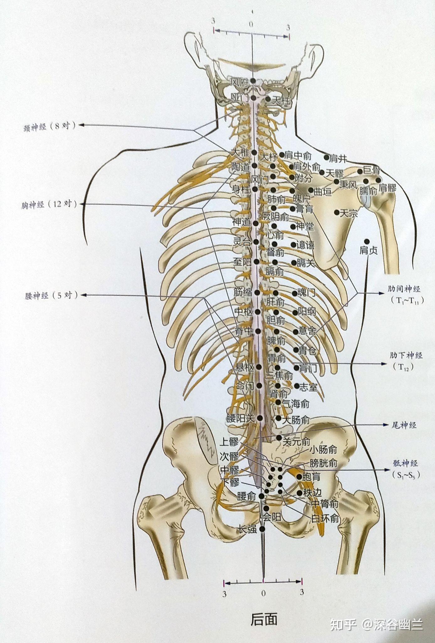 最详细肌肉拉伸教程三：腰腹部拉伸 - 知乎