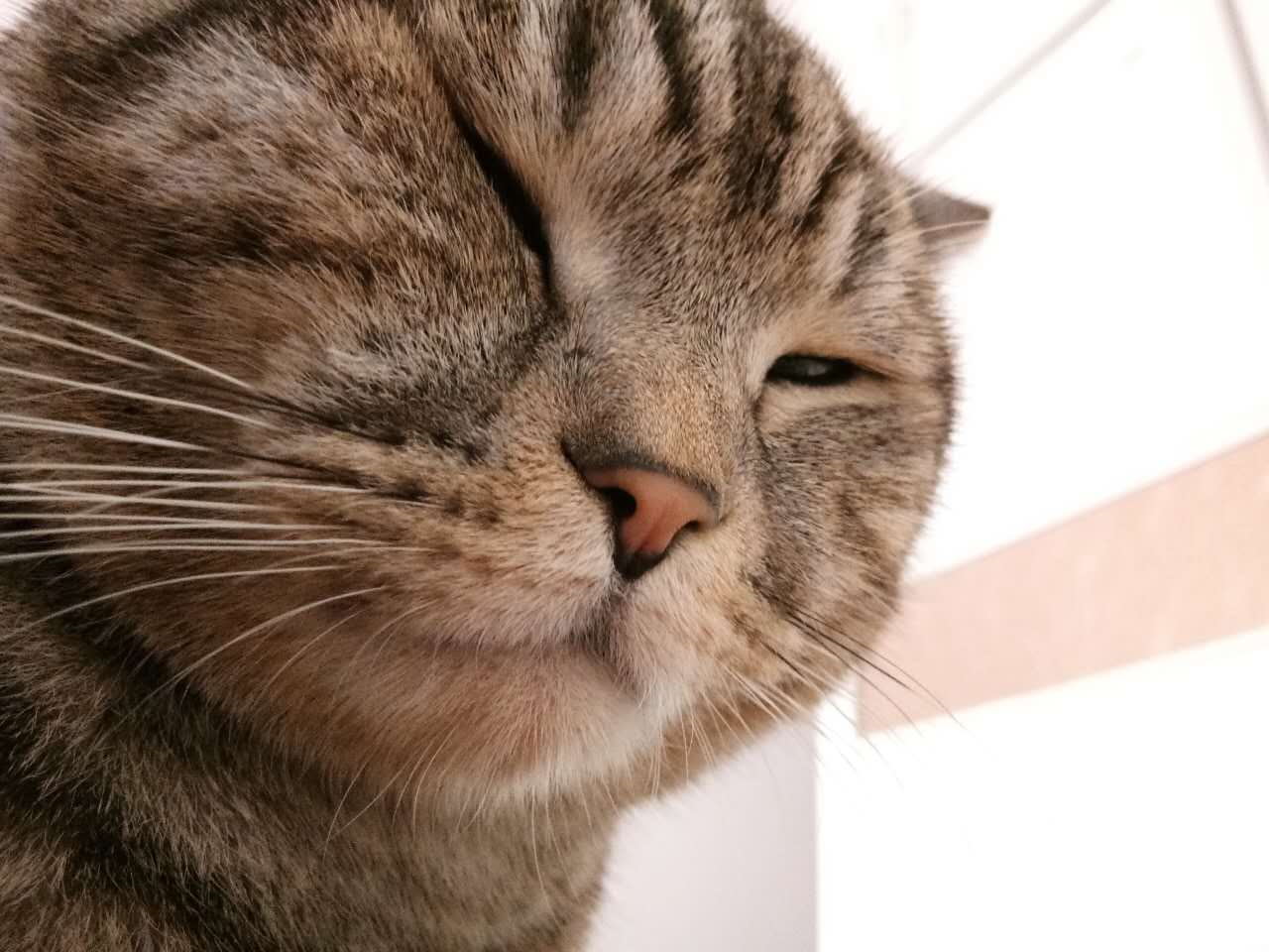 猫咪可以和龙猫兔子一起养吗?