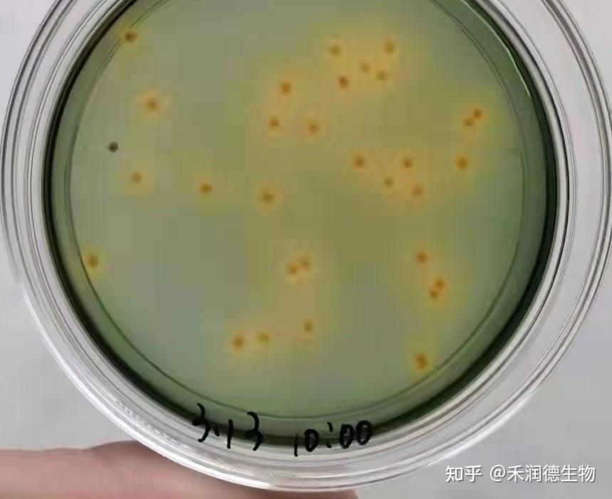 有机稀土-稀卫诺处理对虾弧菌感染的2个试验 - 知乎