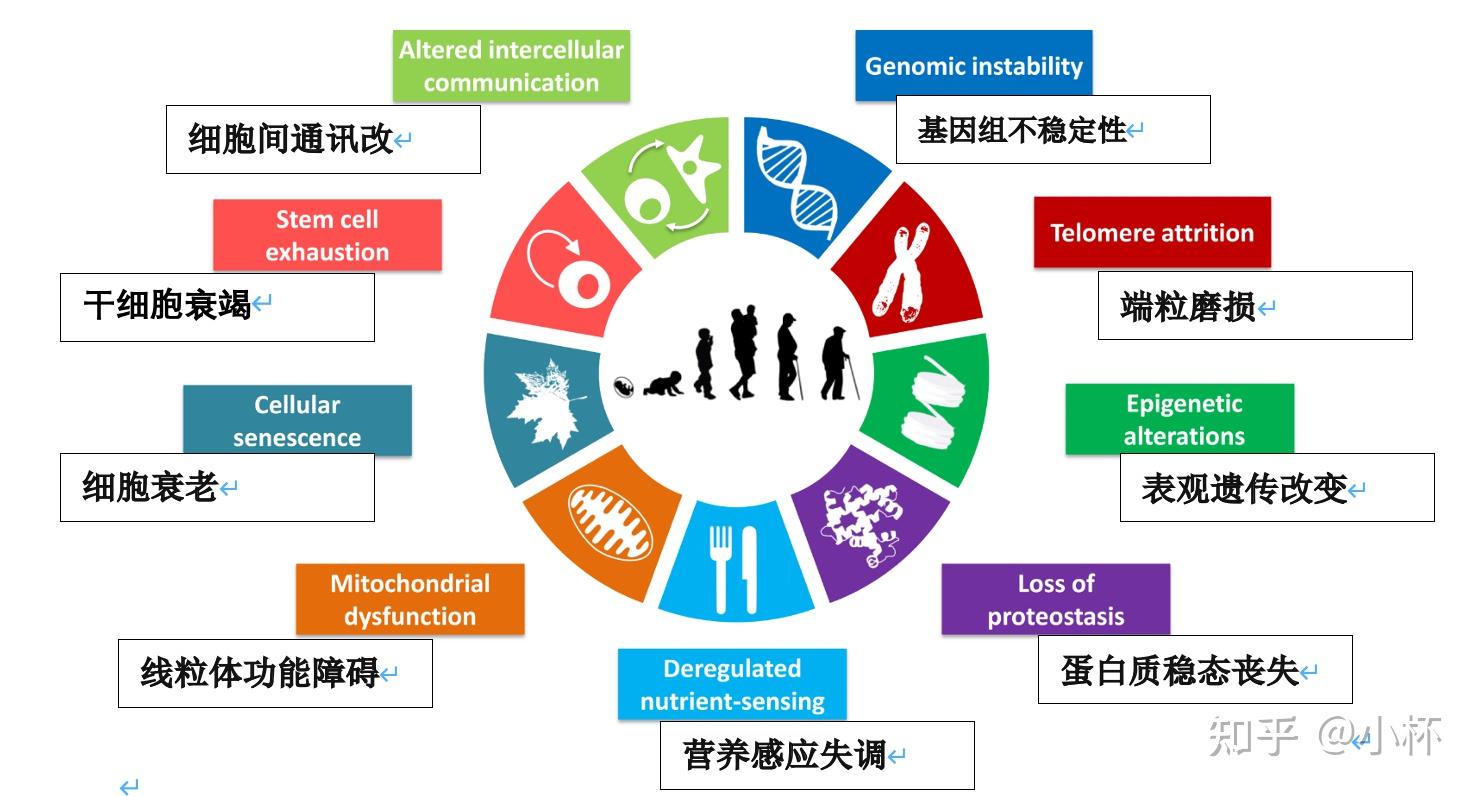 人类衰老的9大标志 - 知乎