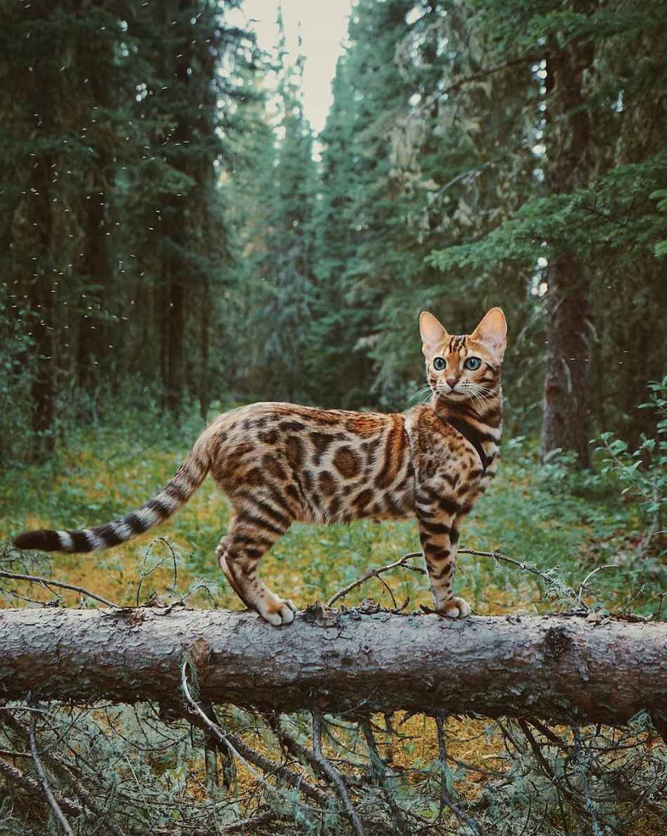 吸猫大会孟加拉豹猫suki