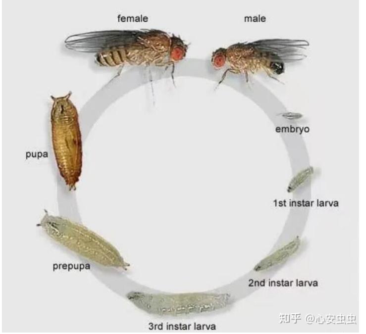 新世界螺旋蝇幼虫图片