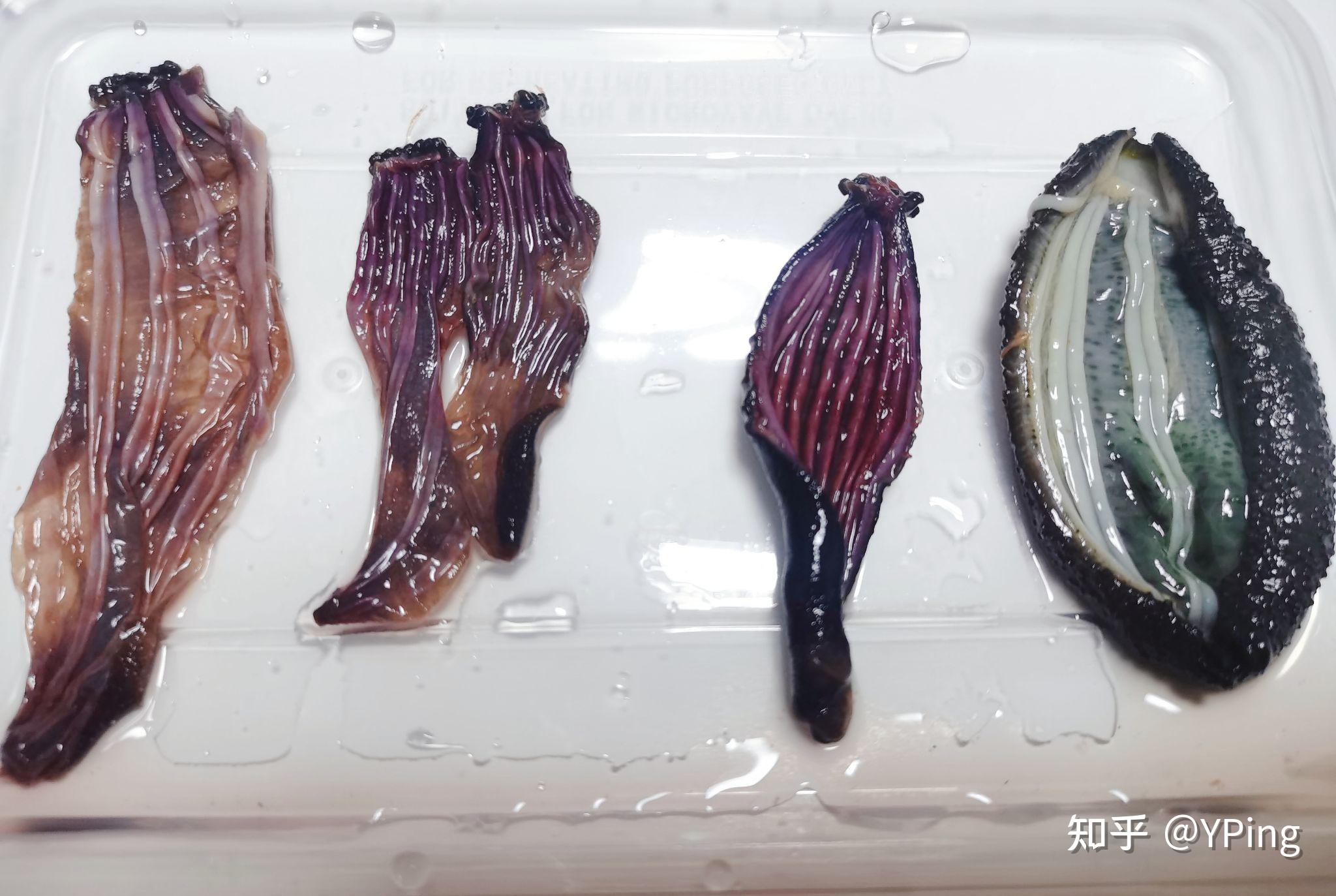 扒拉出来一堆软体动物,某生物博士告知这是海棒槌(肉质没那么好的海参