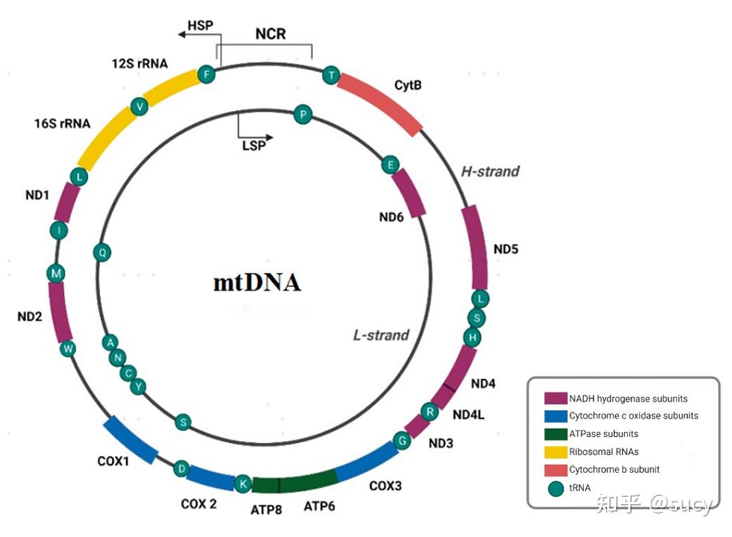 线粒体基因 - 知乎