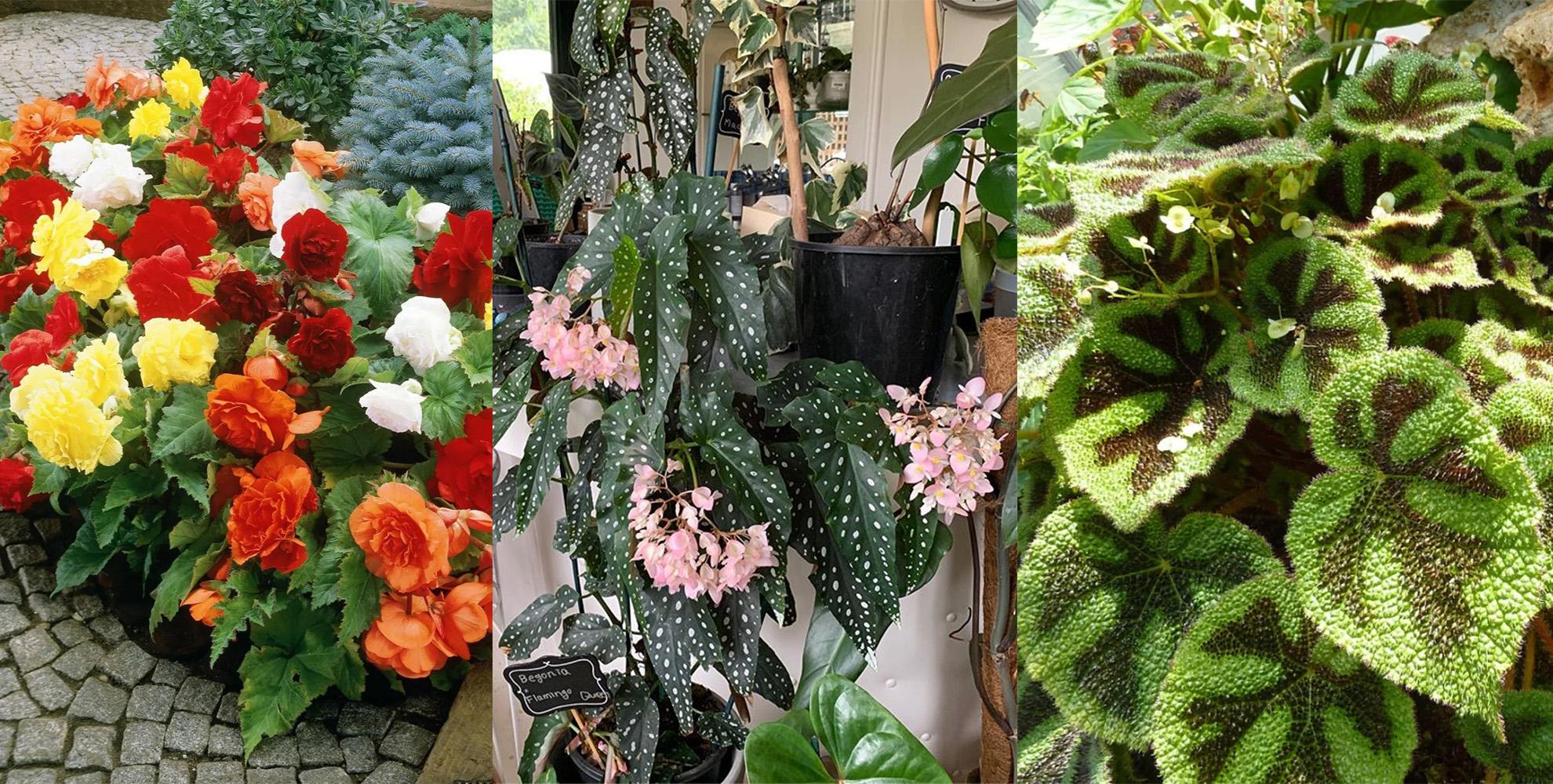 观叶秋海棠盆栽到了夏天就挂 可能就是这7点没做好 知乎 观叶秋海棠盆栽到了夏天就挂 可能就是这7点没做好 知乎