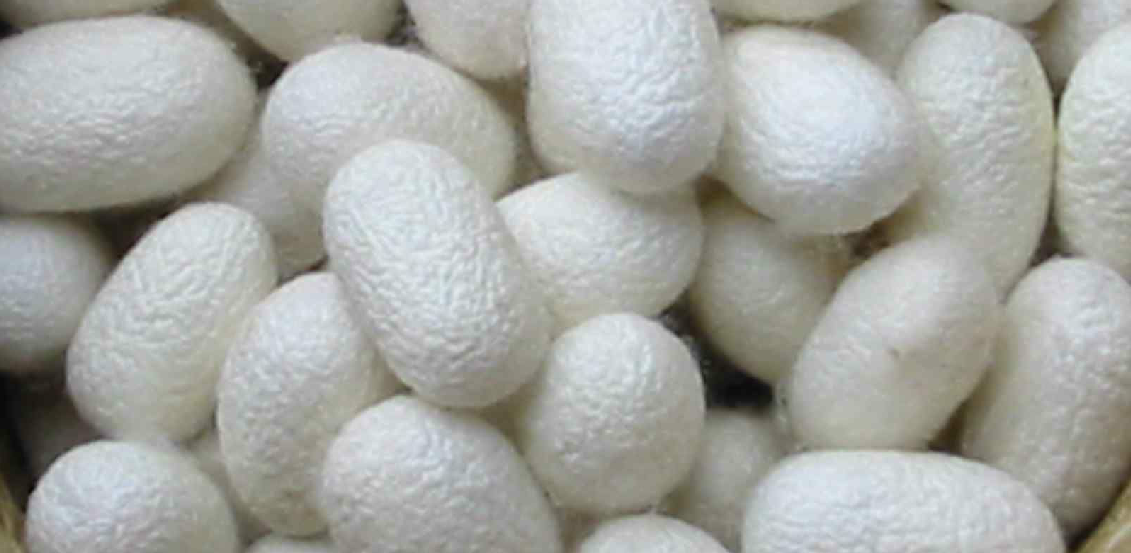 蚕丝蛋白你不知道的冷知识