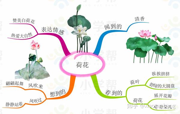 语文百合花的思维导图图片