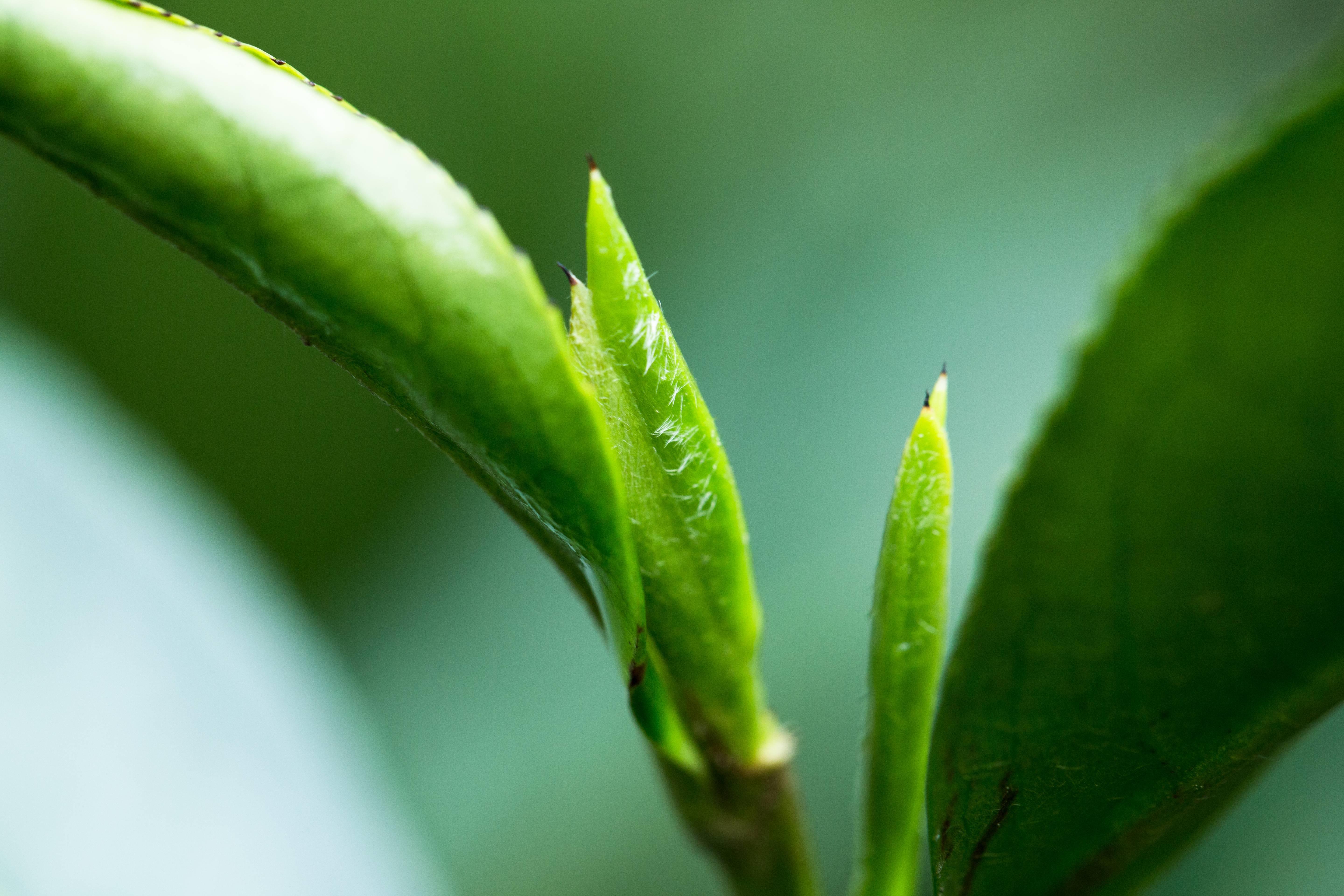 春茶即将应季上市,了解一下品质和喝春茶的好处