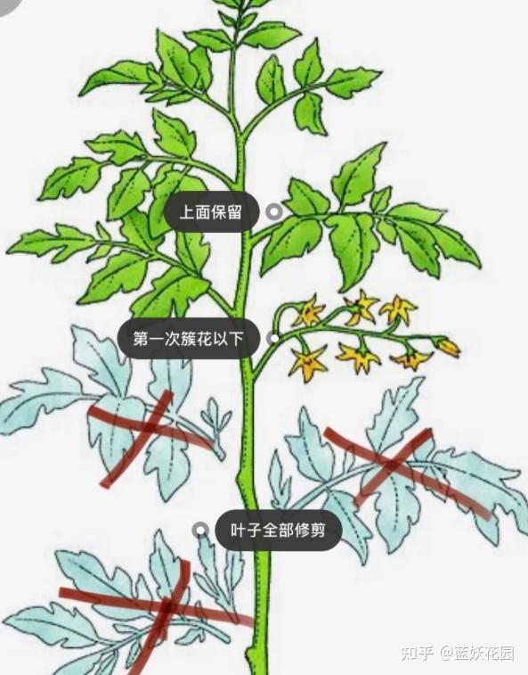 四,小番茄整枝管理