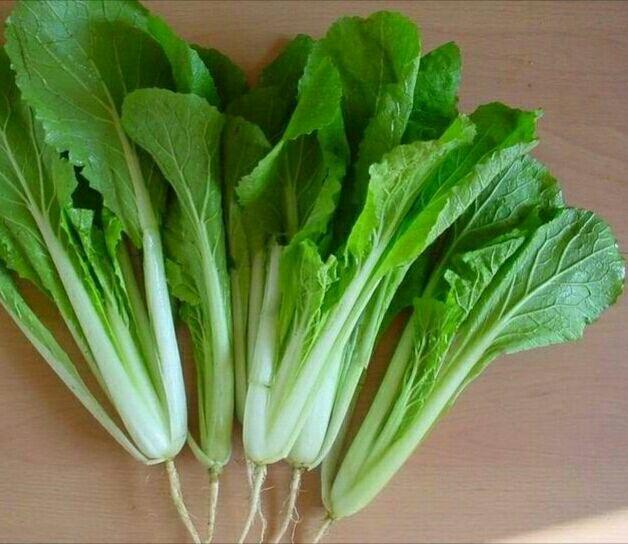 怎样区分小白菜、白菜、小青菜、青菜、菠菜、油菜 、油麦菜、生菜、茼蒿、莴苣、卷心菜、芥菜等蔬菜? - 知乎