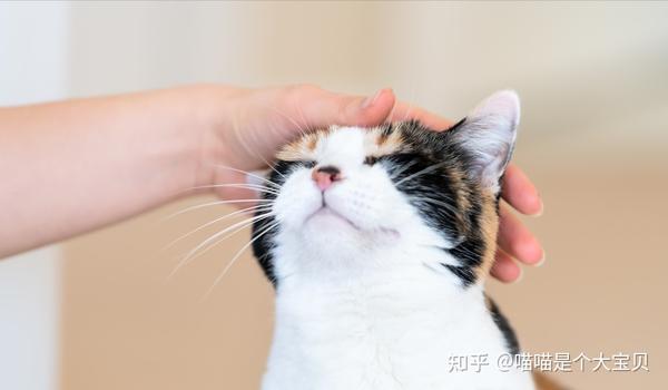 你知道吗?当你摸猫咪的“头”时,它是这样想的 - 知乎