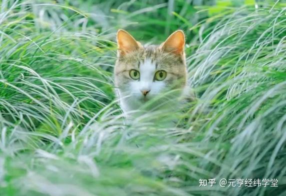 养什么动物辟邪最厉害?国学文化里的护身灵兽揭秘 - 知乎