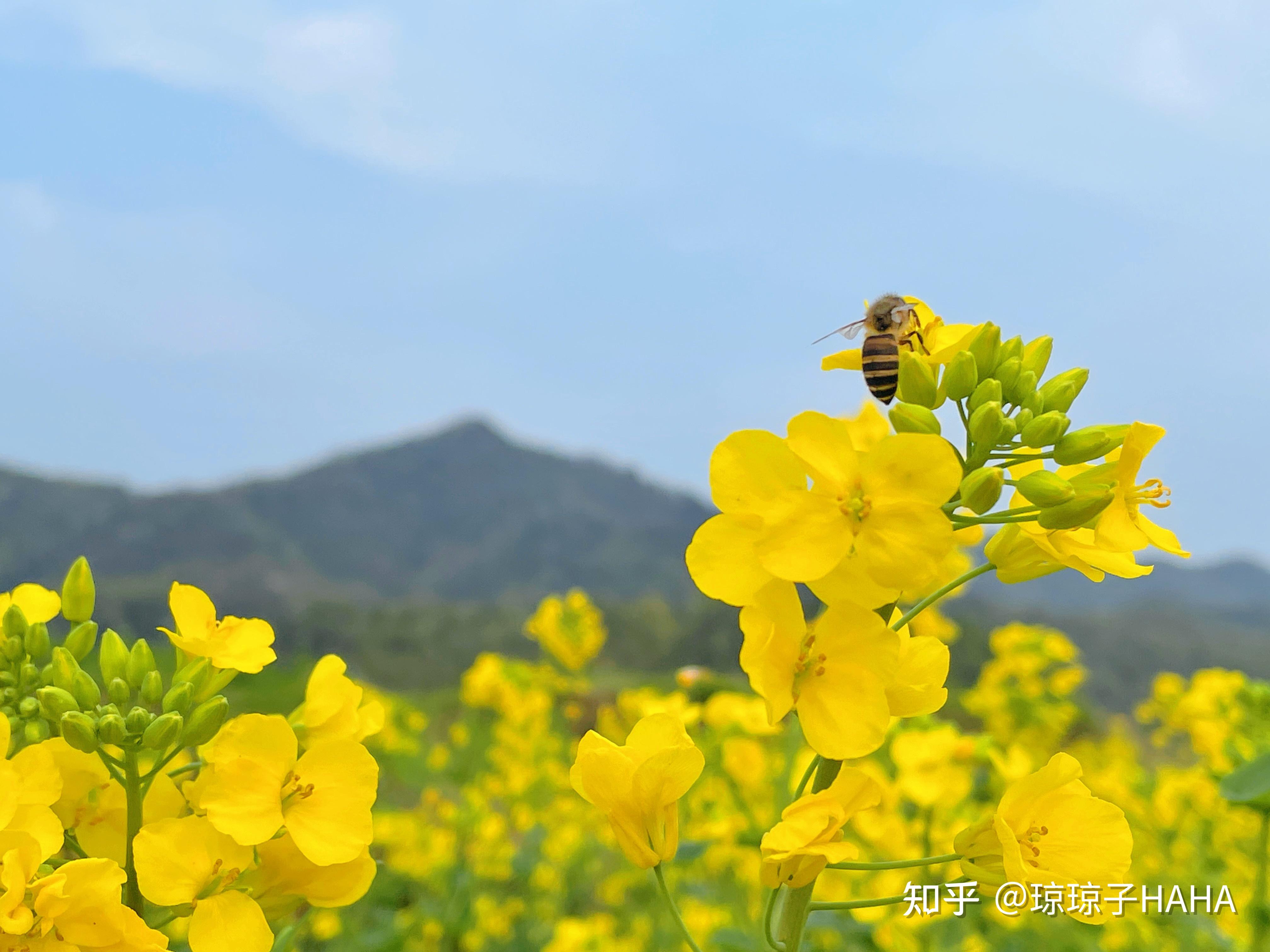 菜地的油菜花怎么拍出好看的照片