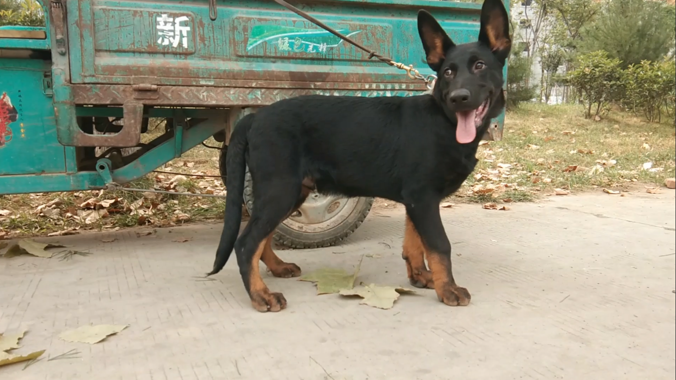 想看黑狼犬,小伙必须得满足粉丝的要求,3个月的幼犬欣赏下发布于 14
