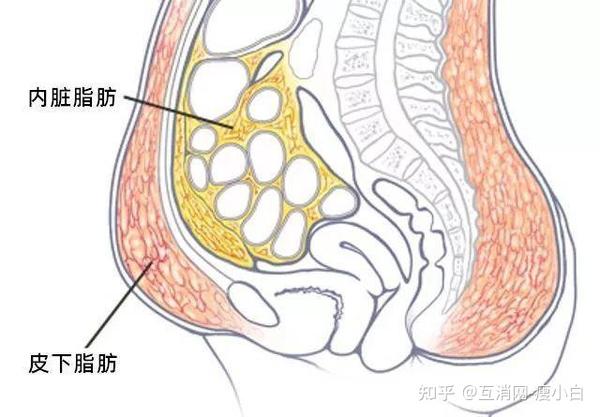 肥胖的十大危害 知乎