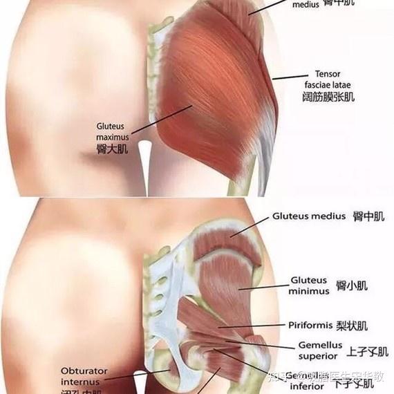 臀部肌注危险区域图示 臀部注射位置实人图 髂前上棘体表定位图