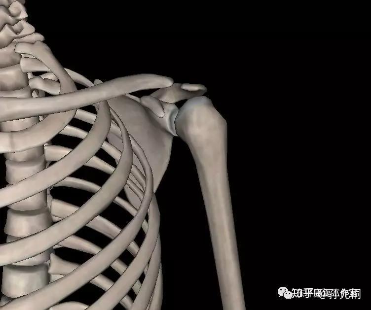 肩部背面观肩部骨骼包括:肱骨,锁骨,肩胛骨以及与肩部运动相关的胸骨