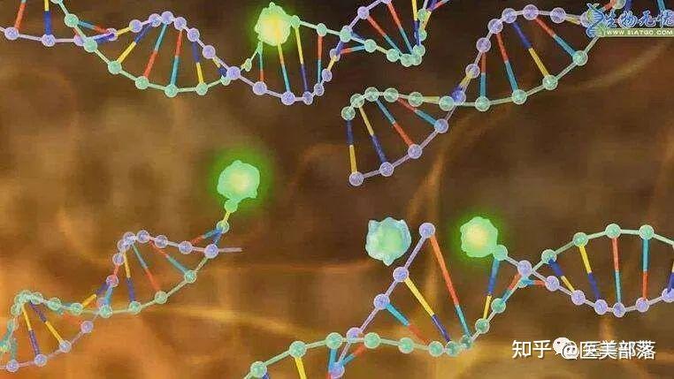 科普 | 生命科学:生物体内的