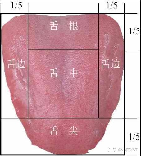第一章 舌诊的基础知识 - 知乎