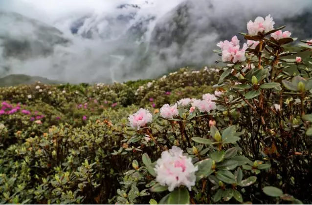 许巍歌中的"蓝莲花",就怒放在青藏高原的后花园.