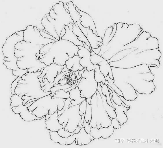 干货速写牡丹花美术速写