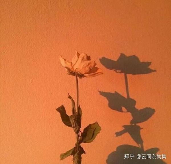 孩子文案短句干净治愈阳光(写给女孩子的温柔治愈文案)