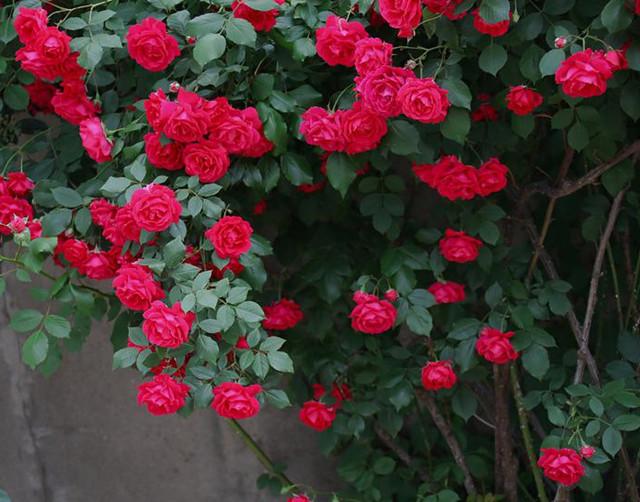 5种勤花又抗病的爬藤月季,有你喜欢的么?