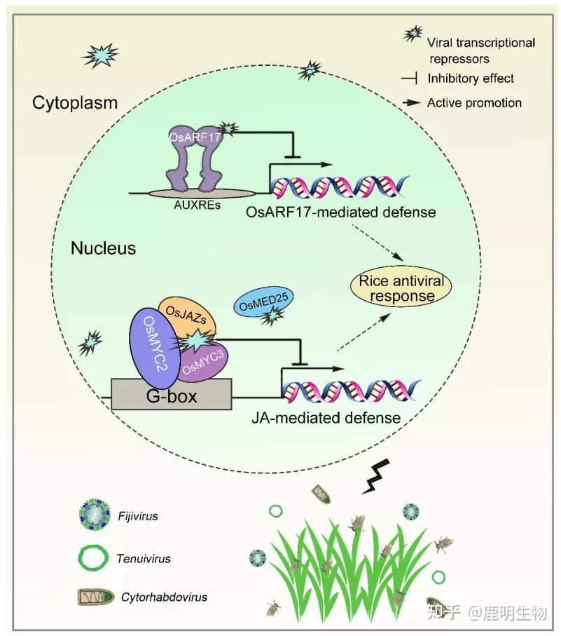 它們可以劫持植物 ja 信號途徑,通過靶向抑制茉莉酸信號途徑中 osjaz