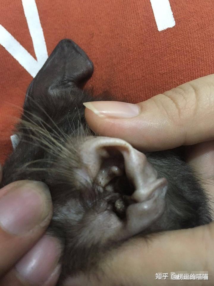 猫耳朵寄生虫图片