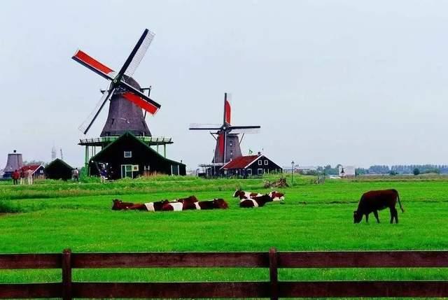 远赴荷兰,感受牧场之国的光伏魅力