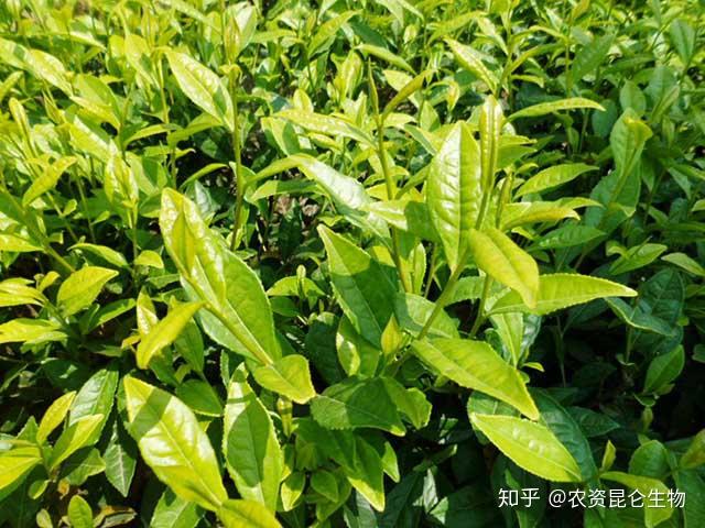 茶樹苗根結線蟲有什麼特效藥?茶樹根結線蟲用什麼藥效果好?