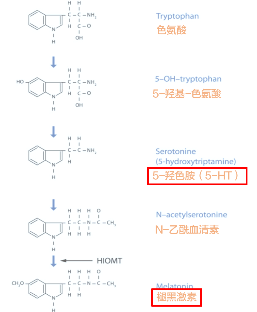 褪黑素,不治失眠的锅老子可不背!