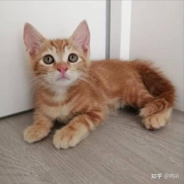 我和我家调皮的小橘猫生活的日常！ - 知乎