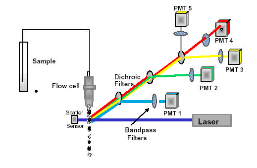 流式细胞术概念和应用基本介绍 - 知乎
