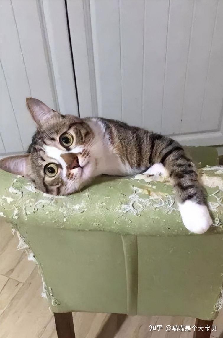 “养不熟”的猫，会有这些特征，对它再好都没用 - 知乎
