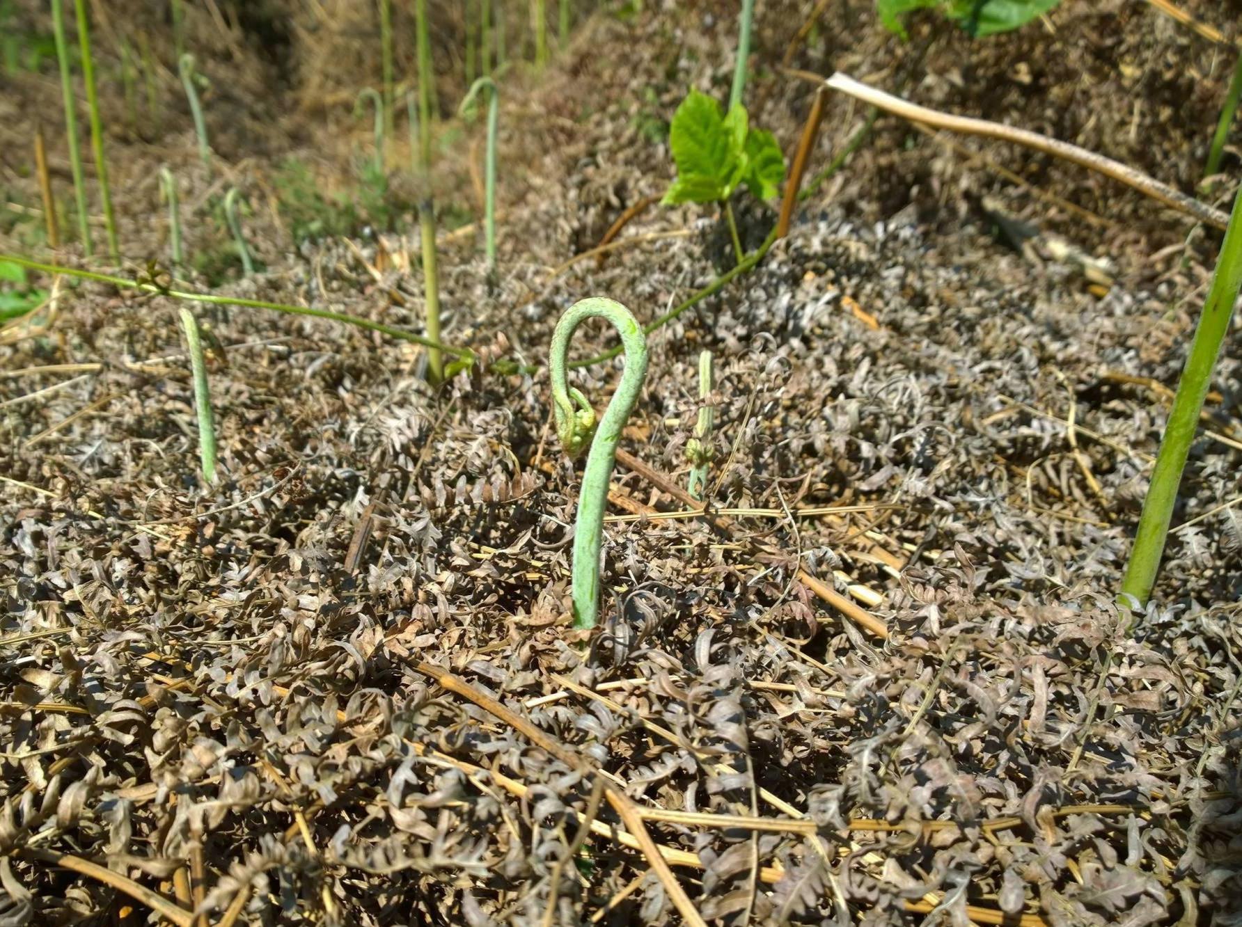 价值非常高的植物,却被告知不能吃,原因就是它含有一种叫原蕨苷的物质