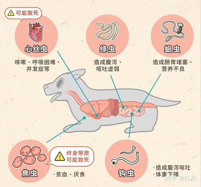 狗狗和猫咪打了疫苗就不用驱虫