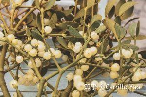 槲寄生种植方法简述 - 知乎