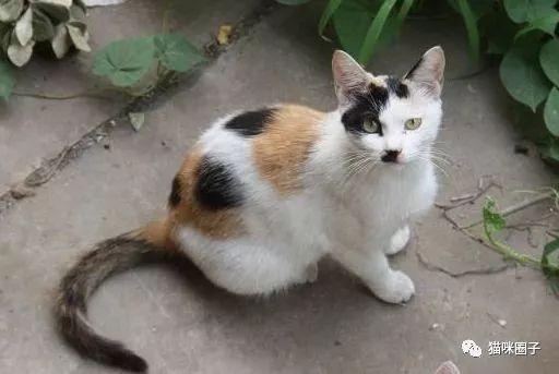 中国土猫有什么品种 中国土猫有哪些 - 知乎