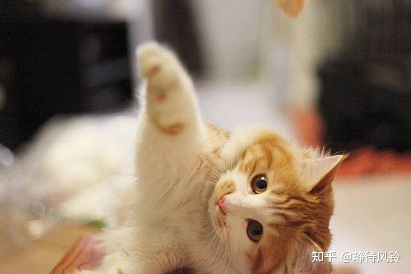 猫咪发情怎么办?科学应对发情期! - 知乎