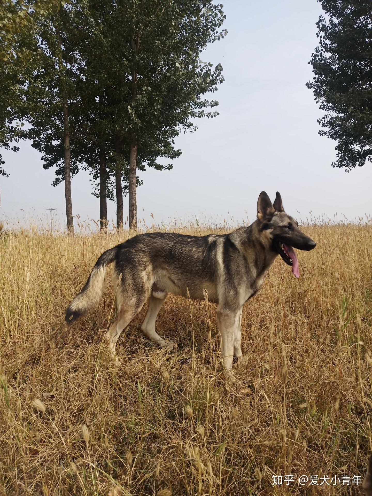我家的老版狼青犬,小时候的经典犬种 - 知乎