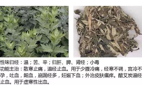 500余种中草药图  第270张