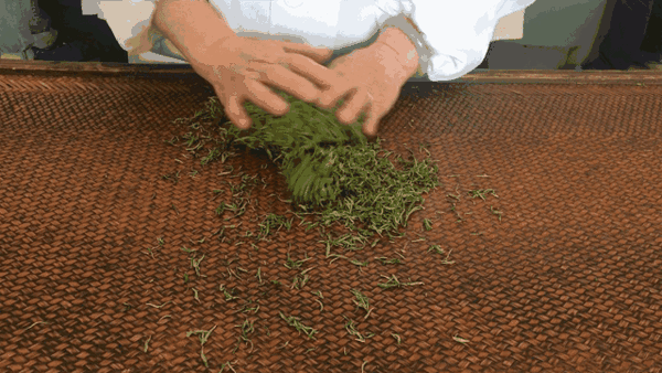 【茶工艺】普洱茶的好滋味都是“揉捻”出来的! - 知乎