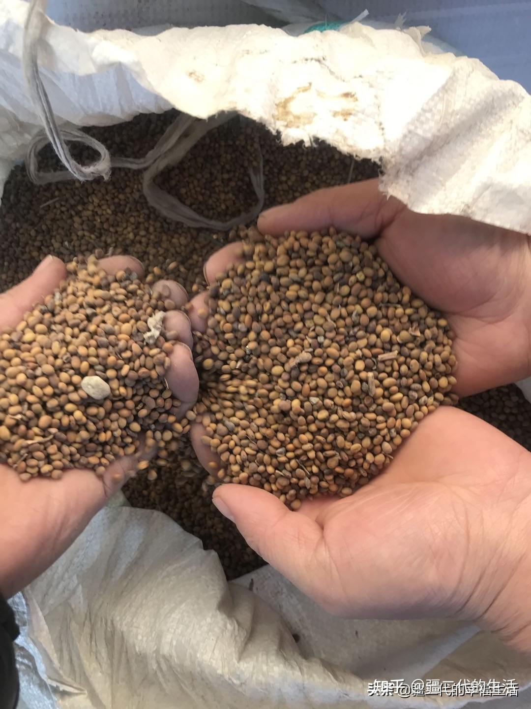 新疆中药材苦豆子全身都是宝，农用药用都适用，农民用了都说好-今日头条