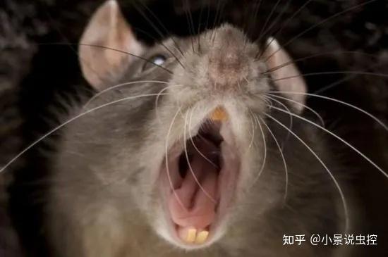 鼠类知多少——老鼠的听觉系统有多发达?