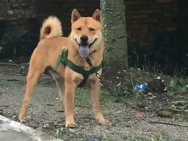 中国土狗和日本柴犬比 输在哪里 知乎