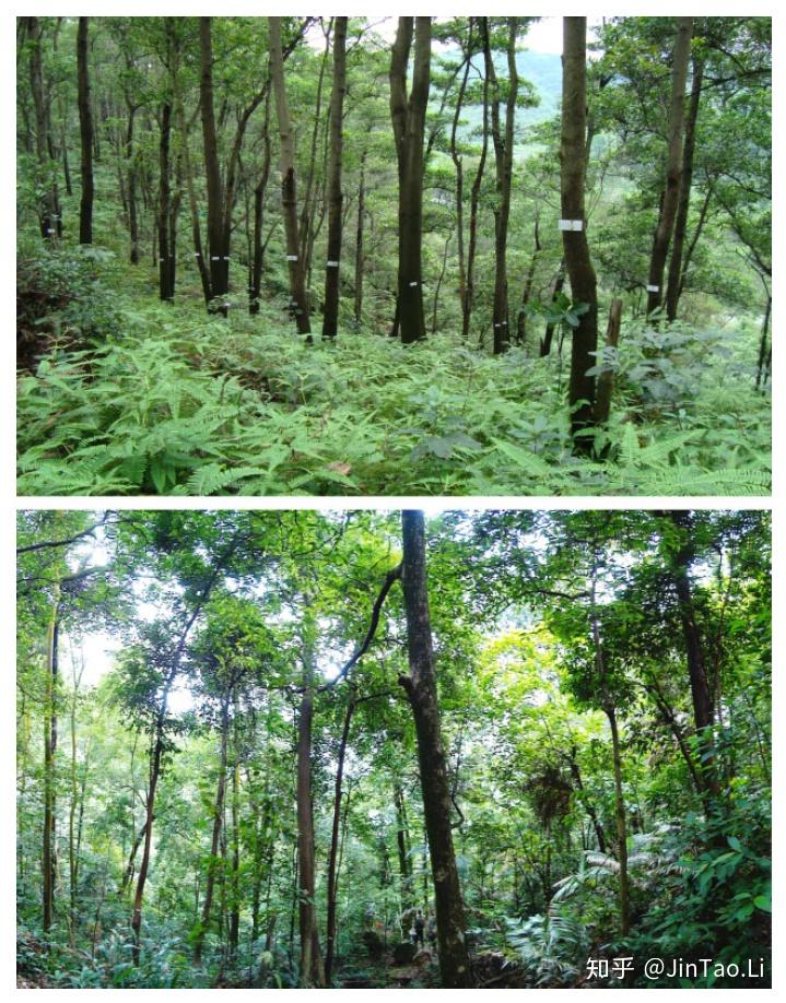 #生物多样性#43【Global Ecology and Biogeography:人工林和天然林生产力对比】 - 知乎
